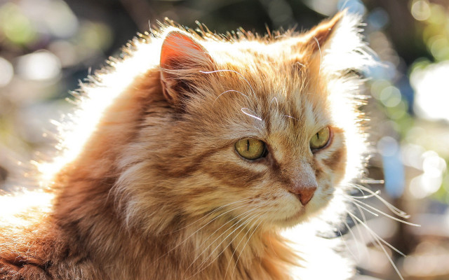 Cat longhair greeneyes lookingaway blurrybackground free wallpaper for desktop - medium preview image