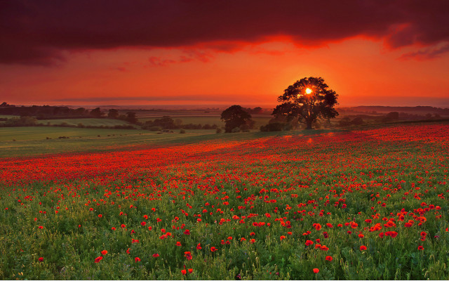 Flower field sunset tree autumn free wallpaper for desktop - medium preview image