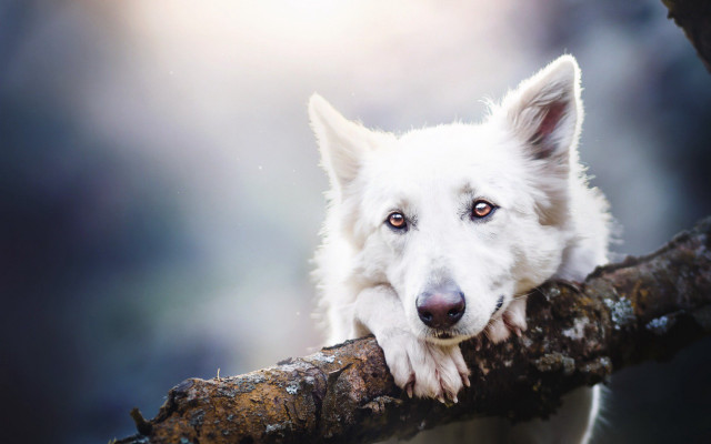 White dog on branch nature free wallpaper for desktop - medium preview image