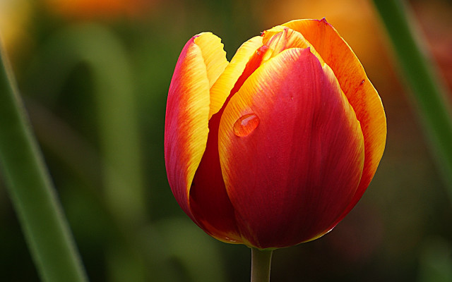 Red yellow flower water drops free wallpaper for desktop - medium preview image