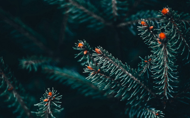 Pine berries macro christmas naturalism free wallpaper for desktop - medium preview image