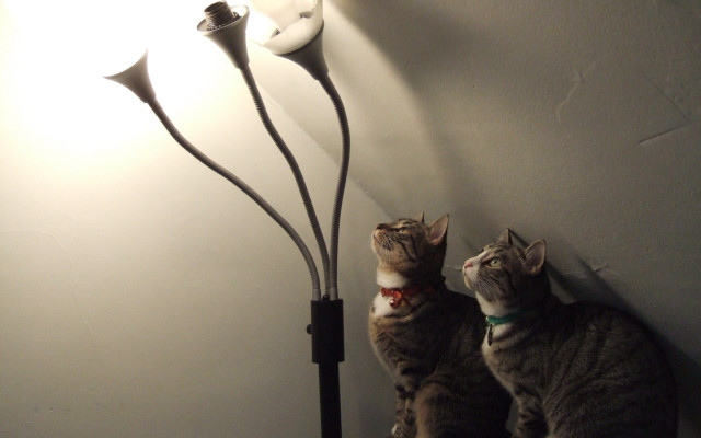 Two cats table lamp wall free wallpaper for desktop - medium preview image