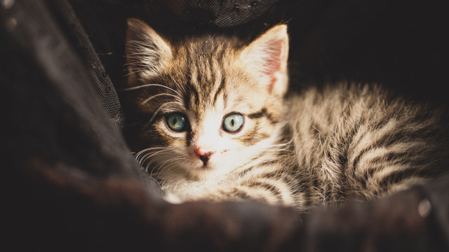 Kitten blue eyes couch black free wallpaper for desktop - medium preview image
