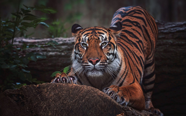 Tiger logs woods serious wildlife free wallpaper for desktop - medium preview image