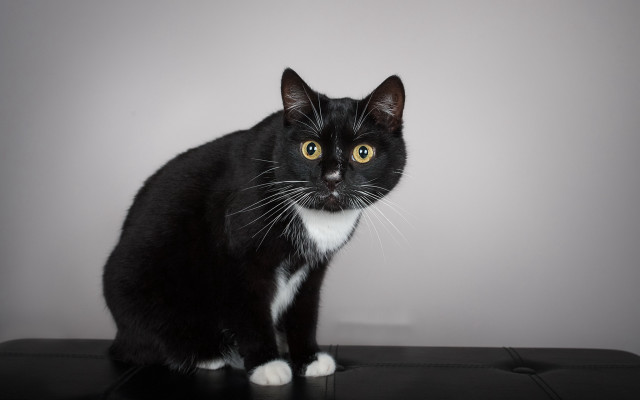 Black white cat table wall free wallpaper for desktop - medium preview image