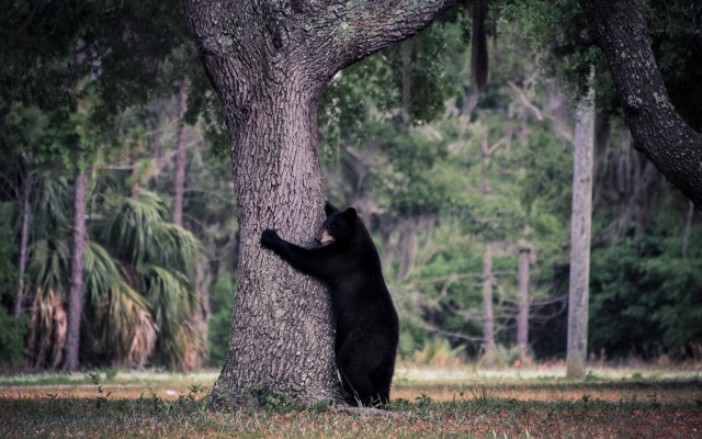 Black bear climbing tree man free wallpaper for desktop - medium preview image