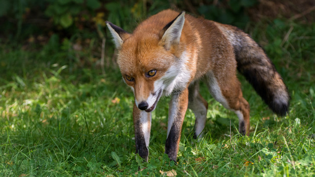 Red fox green field bush free wallpaper for desktop - medium preview image