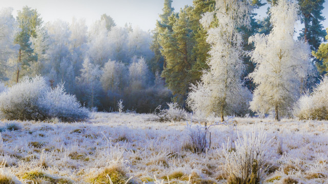 Frosty forest autumn leaves bare free wallpaper for desktop - medium preview image