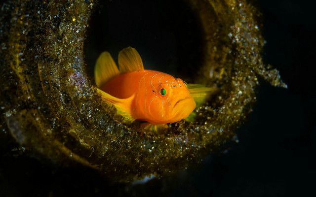 Goldfish green eye water algae free wallpaper for desktop - medium preview image