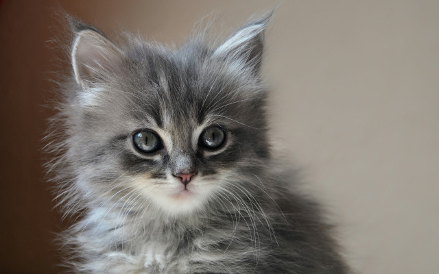 Small gray kitten white face free wallpaper for desktop - medium preview image