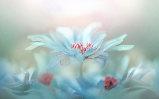 Blue flower red center macro free wallpaper for desktop - medium preview image