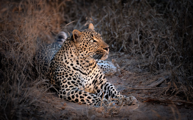 Leopard grass ears puzzle outdoors free wallpaper for desktop - medium preview image