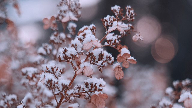 Snowy plant butterfly bare branch free wallpaper for desktop - medium preview image