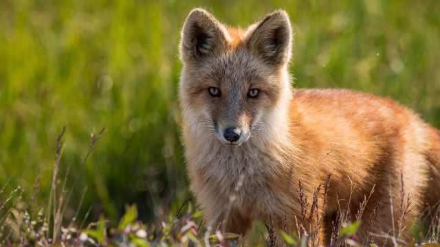 Sad fox field blurry nature free wallpaper for desktop - medium preview image