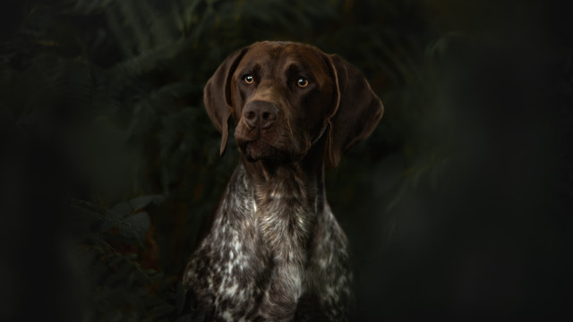 Dog leaves plants dark background free wallpaper for desktop - medium preview image