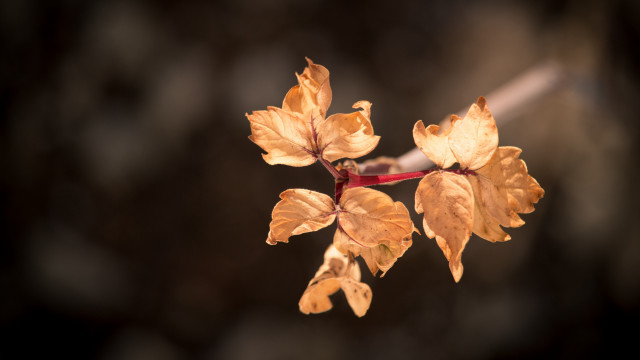 Yellow leaves branch macro butterfly free wallpaper for desktop - medium preview image