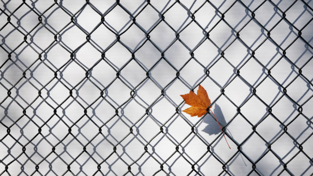 Leaf fence macro autumn net free wallpaper for desktop - medium preview image