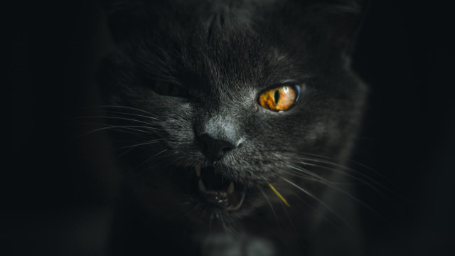 Black cat yellow eyes portrait #3 free wallpaper for desktop - medium preview image