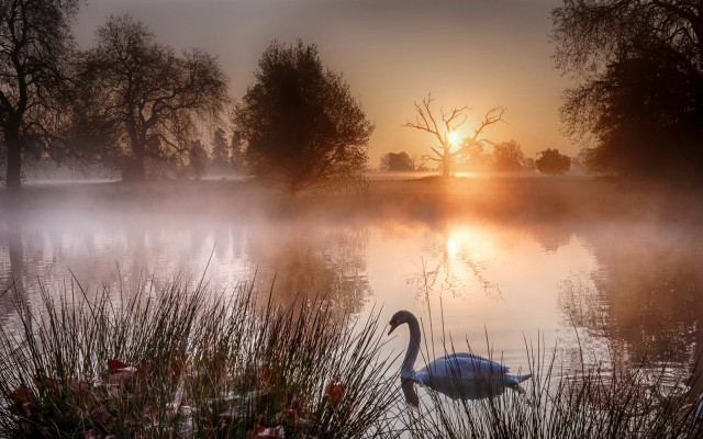 Swan lake sunset fog photorealistic free wallpaper for desktop - medium preview image
