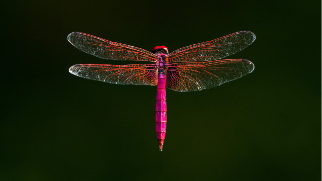 Dragonfly red tip glowing macro free wallpaper for desktop - medium preview image