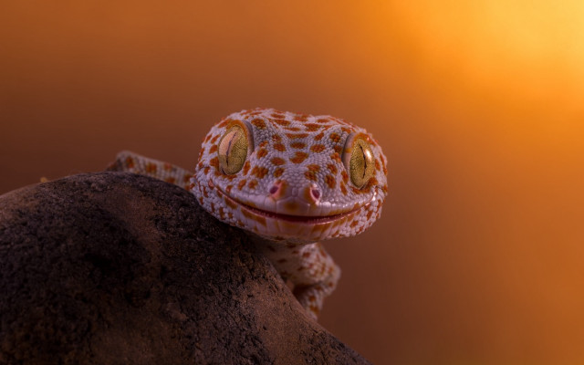 Gecko rock smiling sunset art free wallpaper for desktop - medium preview image