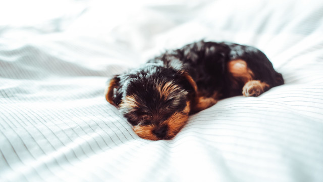 Small dog sleeping white sheets free wallpaper for desktop - medium preview image
