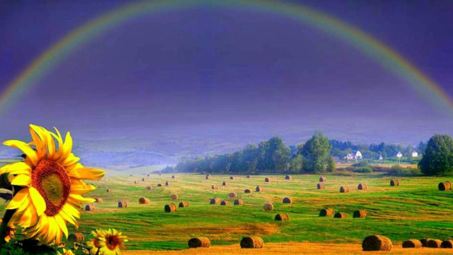Sunflower rainbow field hay bales free wallpaper for desktop - medium preview image