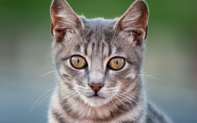 Cat large yellow eyes photorealistic free wallpaper for desktop - medium preview image