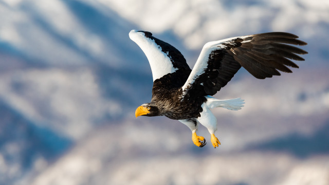 Bald eagle flying mountains sunset free wallpaper for desktop - medium preview image