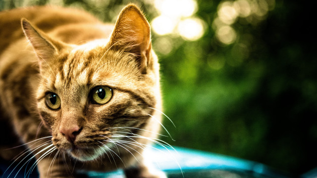 Cat car looking camera blurry free wallpaper for desktop - medium preview image