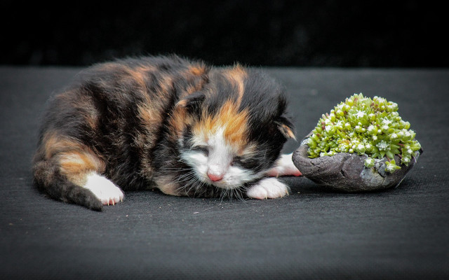 Cat plant rock moss informel free wallpaper for desktop - medium preview image