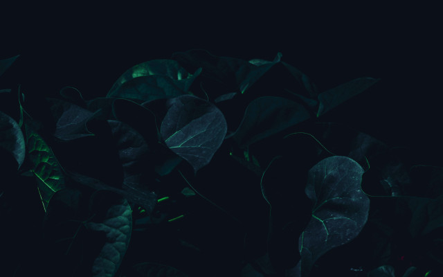Green leaf night dark background free wallpaper for desktop - medium preview image