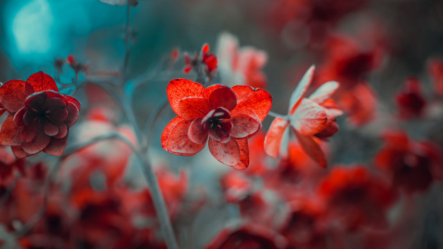 Red flower blue background macro free wallpaper for desktop - medium preview image