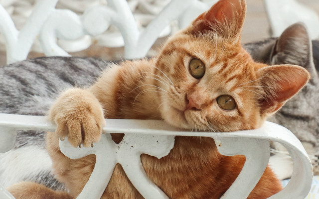 Curious cat on white chair free wallpaper for desktop - medium preview image