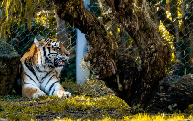 Tiger sitting grass fence tree free wallpaper for desktop - medium preview image