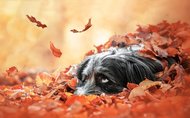 Dog leaves fall autumn fire free wallpaper for desktop - medium preview image