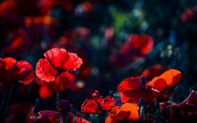 Red flowers bokeh impressionist florianne free wallpaper for desktop - medium preview image