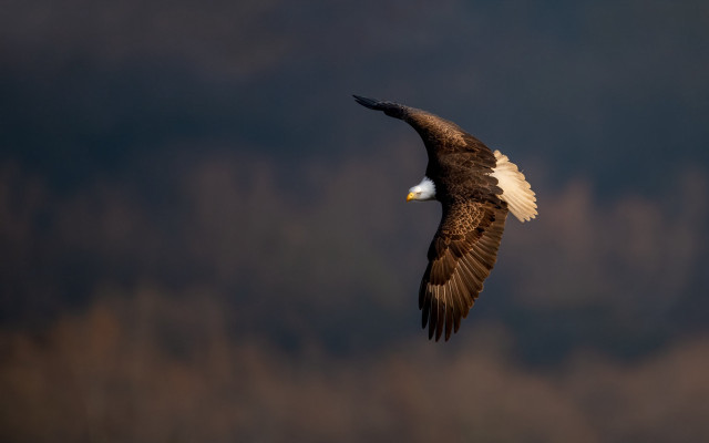Bald eagle flying wings spread #2 free wallpaper for desktop - medium preview image