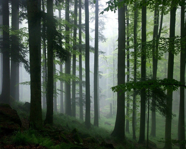 Foggy tall trees misty forest free wallpaper for desktop - medium preview image