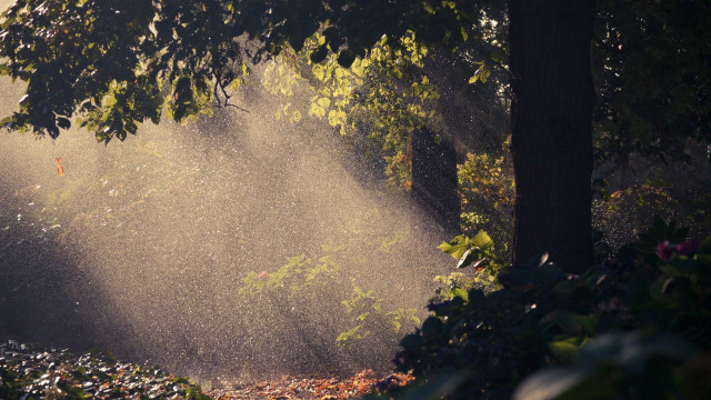 Sprinkler spraying water tree park free wallpaper for desktop - medium preview image