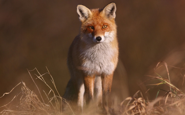 Red fox curious animal photography free wallpaper for desktop - medium preview image