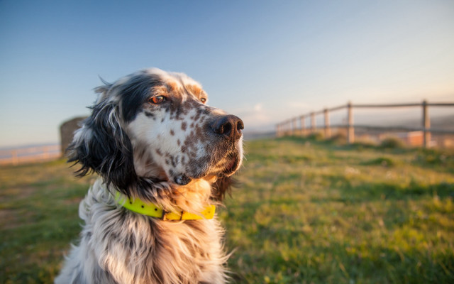 Dog yellow collar shiba inu free wallpaper for desktop - medium preview image