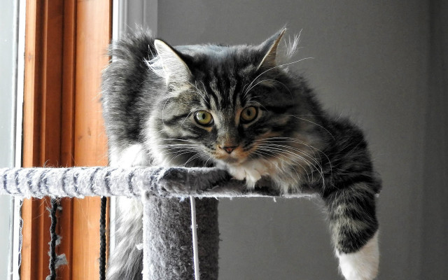 Sad cat sitting cat tree free wallpaper for desktop - medium preview image