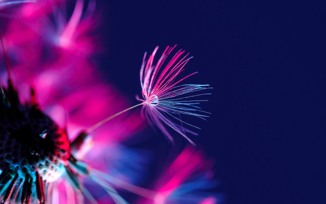 Dandelion pink blue macro fireworks free wallpaper for desktop - medium preview image