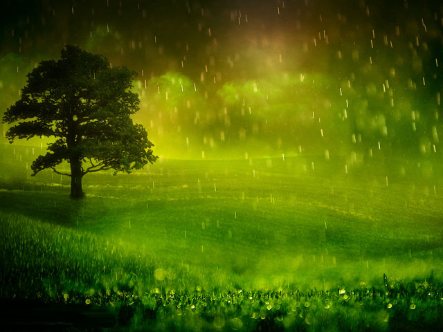 Tree rain field green grass #2 free wallpaper for desktop - medium preview image