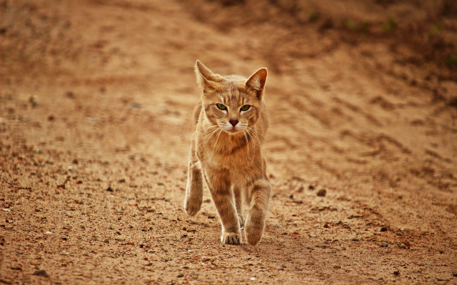 Cat walking dirt road green free wallpaper for desktop - medium preview image
