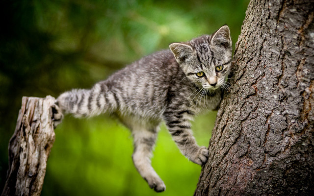 Kitten climbing tree forest green free wallpaper for desktop - medium preview image