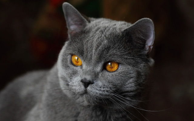 Gray cat yellow eyes serious #9 free wallpaper for desktop - medium preview image