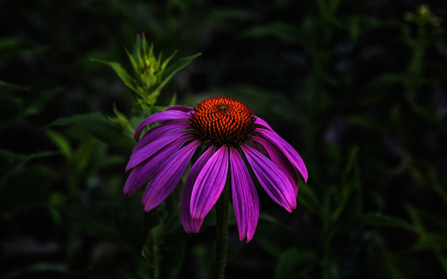 Purple flower red center macro free wallpaper for desktop - medium preview image