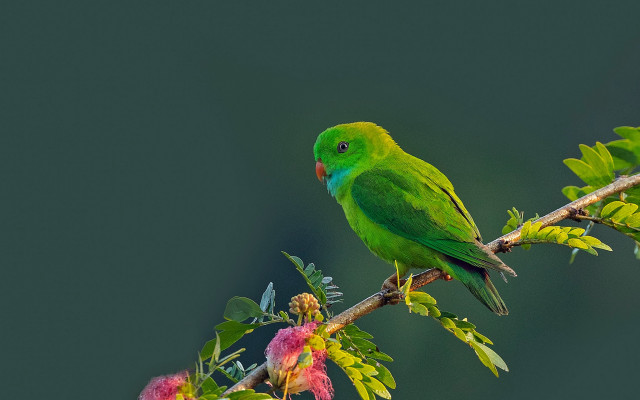 Green bird flowers branch cloisonnism free wallpaper for desktop - medium preview image